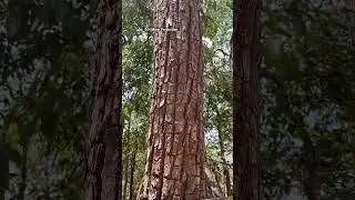 Crocodile bark tree 😮 #shorts #tree #trees