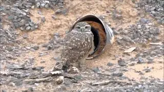 Burrowing Owls Zanjero Park Gilbert Arizona
