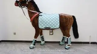 Horse dressage pad with boots and bell boots display