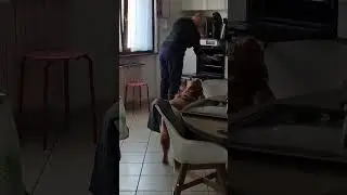 #dog #curiosity #doglife #dogshorts #smile