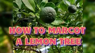 How To Marcot  A Lemon Tree @laijaymaeph