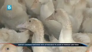 Komuniti usahawan agroternak hasrat bawa imej ternakan itik daging ke peringkat lebih tinggi