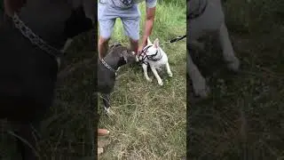 Pitt bull attacked bull terrier