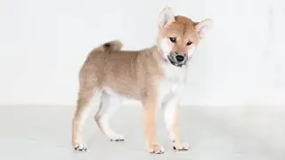 ID4377柴犬子犬赤♀  shiba inu puppy red female