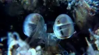 The Underwater Pixelguide
