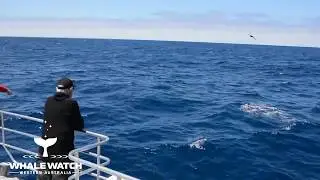 Bremer Canyon Orca Experience 2019