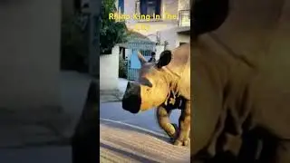 Rhino encountered city streets #wild #thrill #nature #wild #lion #tiger