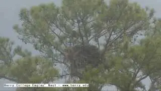 Berry College EagleCam 'Mrs Berry Makes A Beautiful Return To The Nest!  3:51pm  _2.19.14_