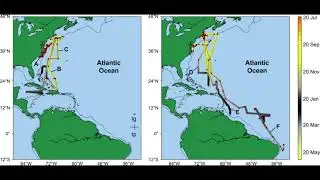 Basking shark migratory and breaching patterns!