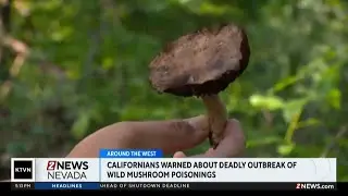 Californians warned about deadly outbreak of wild mushroom poisonings