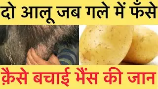 Esophageal choke in buffalo l जब गले में आलू फँसा तब क्या हुआ ? I आलू को क़ैसे निकाले I dr umar khan