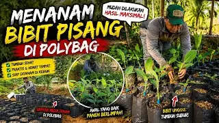 Planting Banana Seedlings in Polybags | Simple Garden Activity