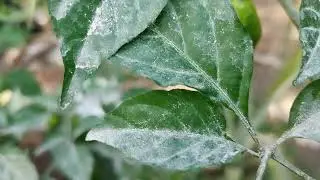 သဘာဝ ကုလားအော်ငရုပ်သီးလေးတွေ# King Chilies #  nature #garden #smallscalefarming # 