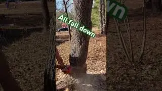 #farm #nature #tree #cut #treecuttingdown #goingdown #trees #cuttingskills #skills #country #land