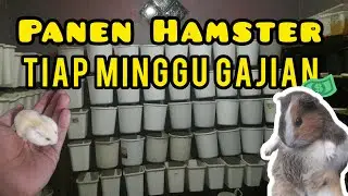 Panen Hamster 🐹,tiap minggu gajian🤑 | tips memisahkan anak hamster dengan induknya