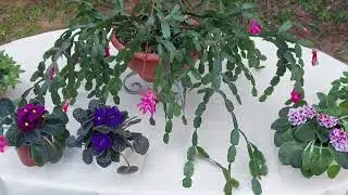 Alimentando mis plantas con humus de lombriz 🪱🌷👌🌺🪷 violetas africanas, suculentas...