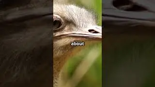 Top 5 Bird Facts You Didn't Know!