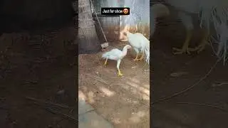 Pure white colour long tail aseel breed from india. #aseelmurga #assel #birds #animals
