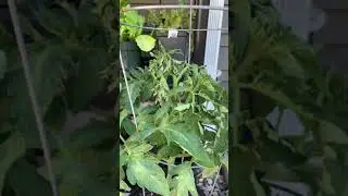 Tap water Vs Hydrogen-rich water in plants under extreme heat from the sun
