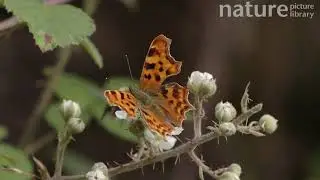 Coma butterfly and Bumblebee competing to feed at Bramble flower, Hertfordshire, UK