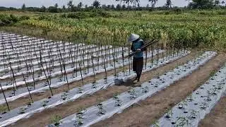 AMAZING TRICK FARMERS USE TO SUPPORT TOMATO PLANTS! - Agriculture Farming