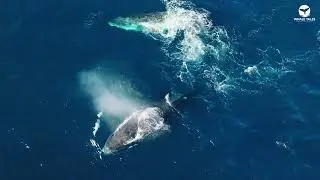 Whale Tales Promo 60s