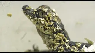 Dwarf Crocodile Hatchlings Crack into the World