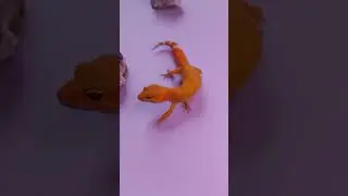 Идеальный питомец 💫 Геккон Эублефар