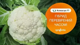 Цвітна капуста Алмагро. Гібрид перевірений часом!