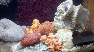 CORALE TANK WITH FISH