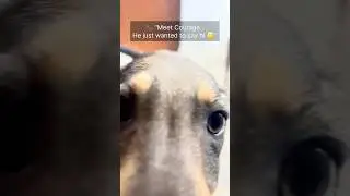 He Just Wanted to Say Hi&hellip; 😂🐾 From Cute to Chaos in 35s 😅🐶