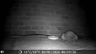 Hedgshog Street: Hedgehog Contortionist!