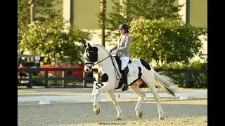 Ghost &ndash; Dressage Stallion in Motion | Second Level Highlights & Sales Video
