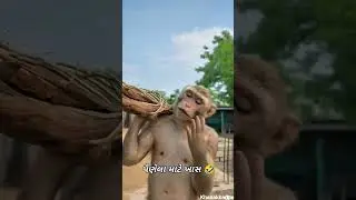 ##deshigamdiyo #youtubeshorts #comedy #monkeys #bard #animals #deshicomedy #gujju #gujraticomedy