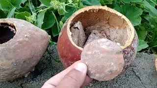 Semelhança entre o Caxi e a Cabaça