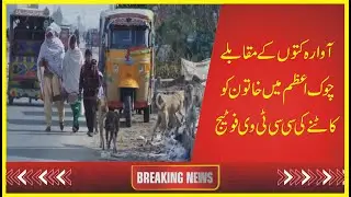 Voice Today News| Vocal for local| Everywhere dogs in Layyah|