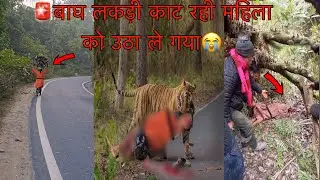 🚨 जंगल में लकड़ी लेने गई थी महिला😭 Tiger Attack Woman Tiger attack girl jim Corbett jungle Safari 