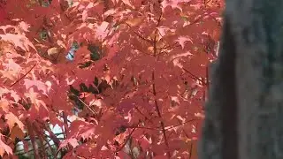 2021 Maine Fall Foliage Forecast