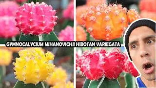 🌈Гимнокалициум Михановичи Вариегата Пестролистный сорт. Hibotan Moon Cactus Japan пестрый суккулент👏