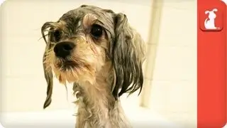 Tessa the Dog that Suddenly Went Blind - Tails of Survival