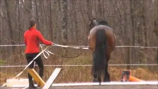 Ground Driving or Double Lunging with the Ultimate Bitless Bridle