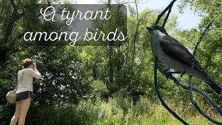 Eastern Kingbird: Surprisingly fierce for a 2oz bird