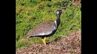 Southern black korhaan || Bustard chapter - 21 || The Rup