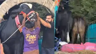 Unloading -Biggest Bachri &ldquo;MAHARANI&rdquo; from Dilpasand Cattle Farm & &ldquo;Maharaja&rdquo; from Fibbi Cattle FARM