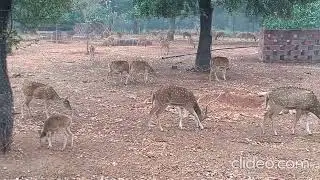 Gadag Zoo | Binkadkatti Zoo | Spotted Deers 🦌 🦌🦌🦌🦌 #deer #spotteddeer #gadag #zoo #हिरण #हरिण #ಜಿಂಕೆ