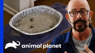 What Cat Owners Shouldn't Do! | My Cat From Hell