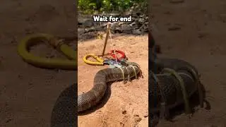 #snake #wildlife #reptiles #animals #cobra #shortsvideo #creativesnaketrap #handtrap #rattletrap