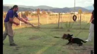 Predatorio-Combattivit&agrave;-Tempra MOKA del Calatino allevatore GIUSEPPE D'URBINO
