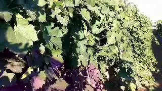 Veraison in the Vineyard