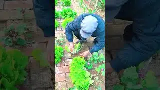 1691 🍆🌰🍇🌰🍆 #farm #country #NatureBeauty #farmer #countryside